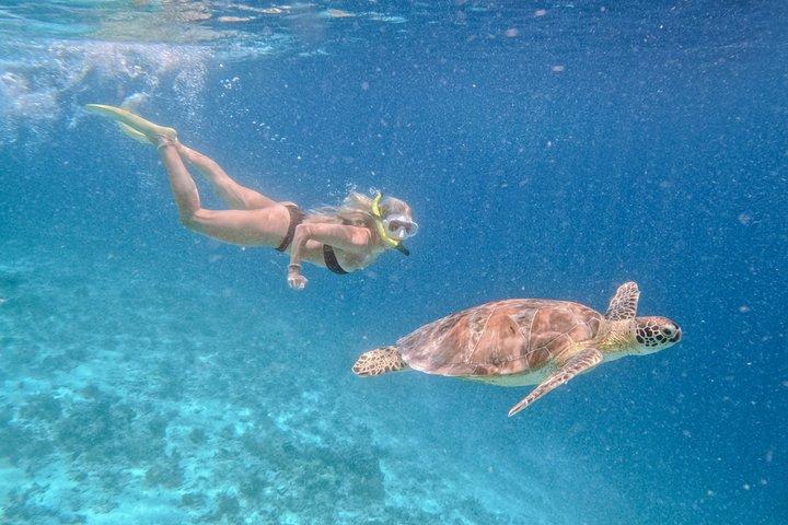Tour de buceo con tortuga y estatuas submarinas desde Gili Air