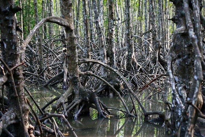 カンジオ州立生物圏保護区プライベートツアー