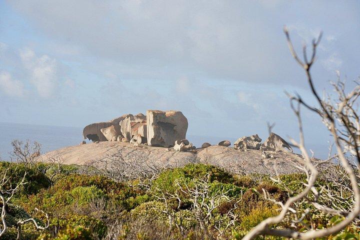 カンガルー島2日野生動物アドベンチャー小グループツアー