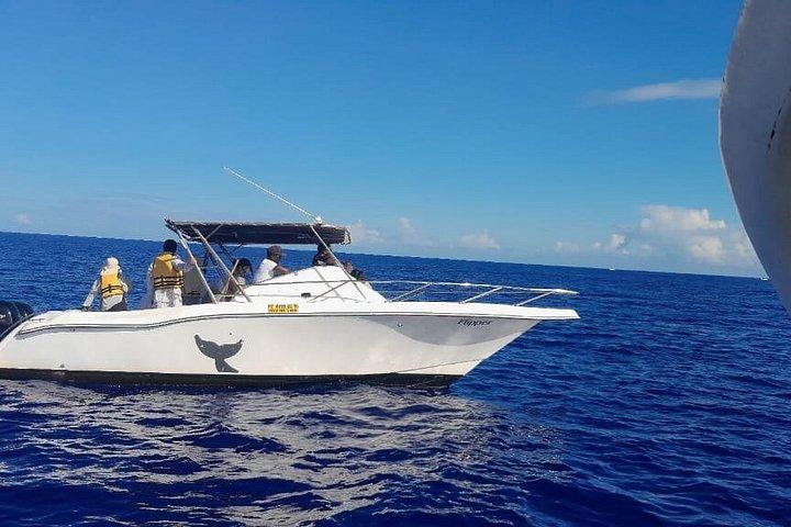 Dolphins Encounter and Whale Watching