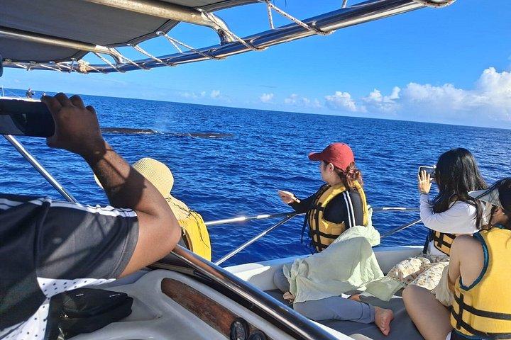 Dolphins Encounter and Whale Watching