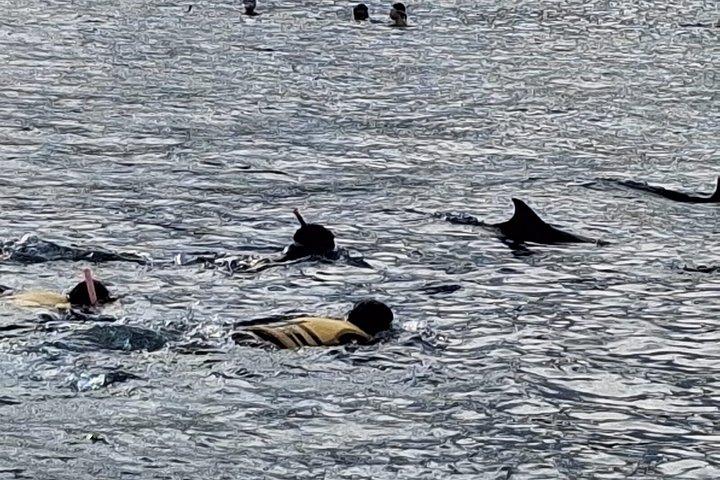 Dolphins Encounter and Whale Watching