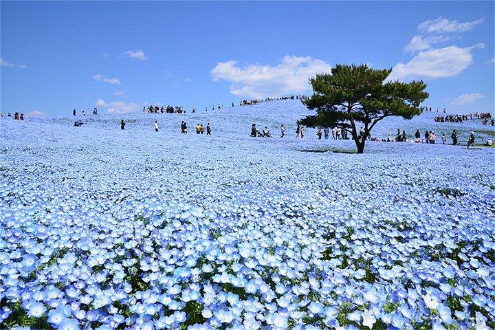 東京足利・ひたち海浜公園日帰りから