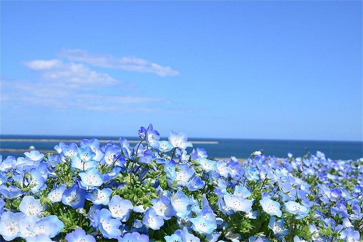 東京足利・ひたち海浜公園日帰りから