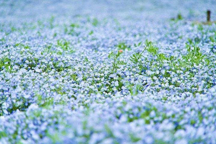 東京足利・ひたち海浜公園日帰りから