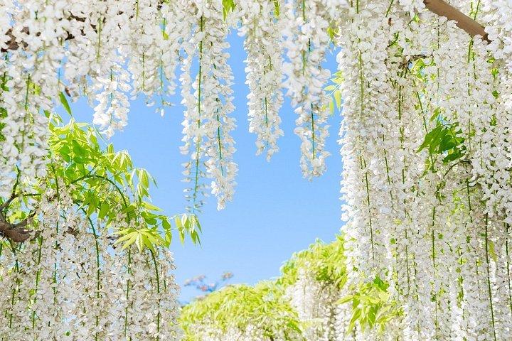 東京足利・ひたち海浜公園日帰りから