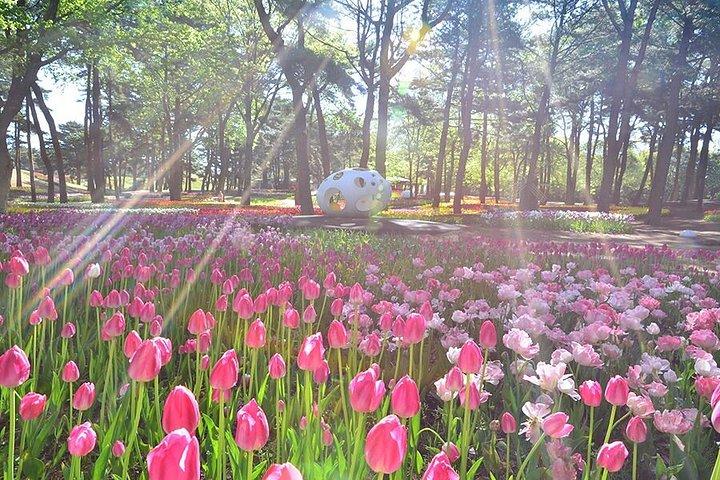 東京足利・ひたち海浜公園日帰りから
