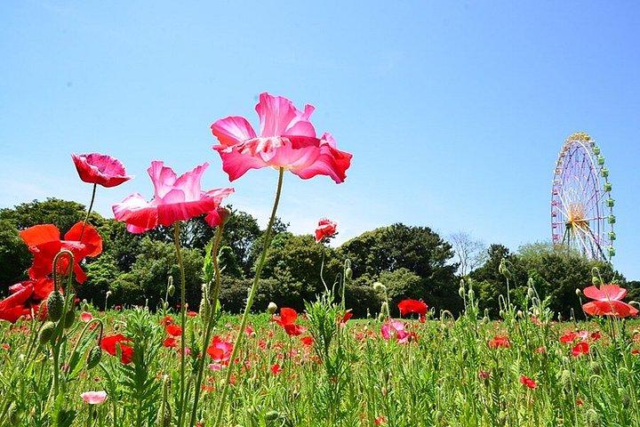 東京足利・ひたち海浜公園日帰りから