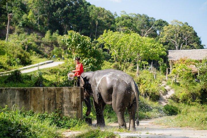 Kleingruppentour zum Elefantenschutzgebiet in Phuket