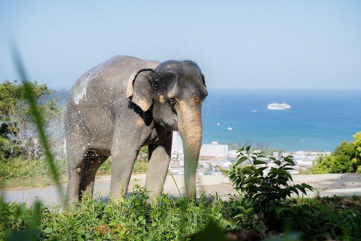 Elephant Sanctuary Small Group Tour i Phuket