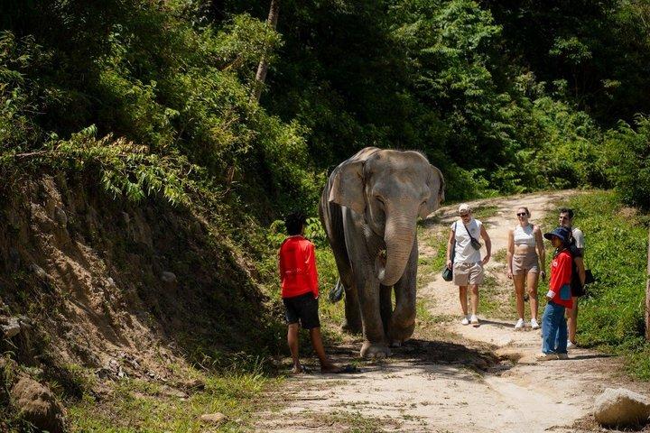 Elephant Sanctuary Small Group Tour i Phuket