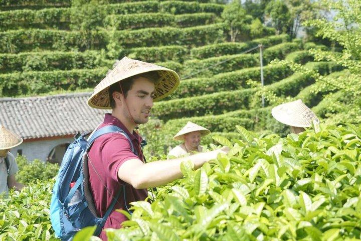 Guilin Tea Plukning og forarbejdning Yangshuo Qixian Peak