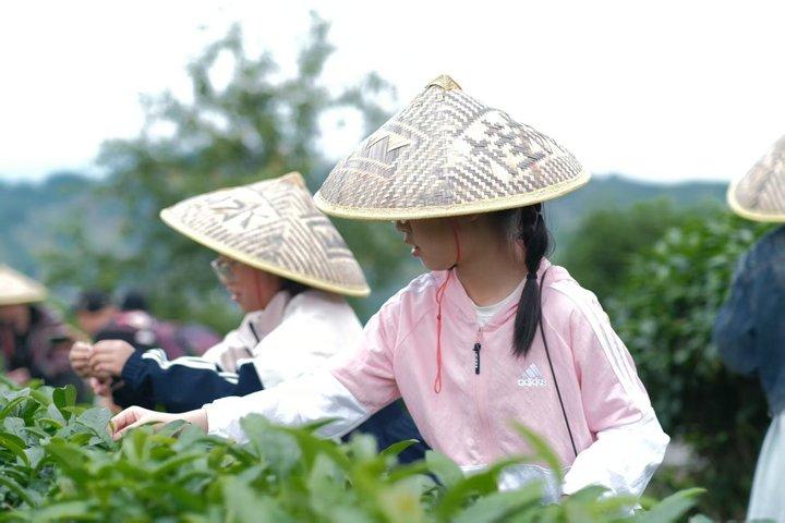 桂林茶摘み取り加工揚朔仙ピーク