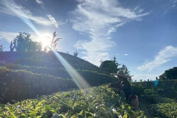 桂林茶摘み取り加工揚朔仙ピーク