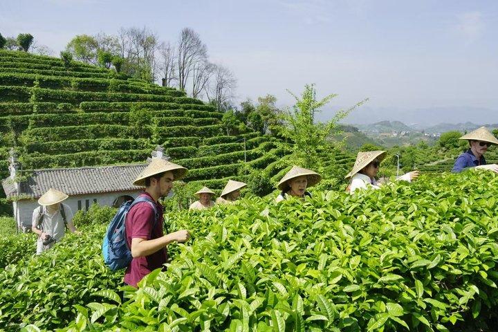 桂林茶摘み取り加工揚朔仙ピーク