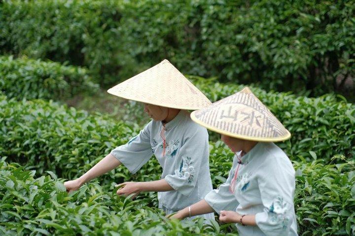 Guilin Tea Picking and Processing Yangshuo Qixian Peak