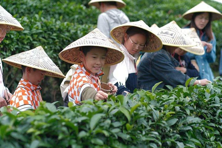 Guilin Tea Picking and Processing Yangshuo Qixian Peak