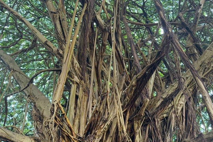 Escursione a terra a Hilo: visita al vulcano, alla cascata, alla spiaggia con pranzo