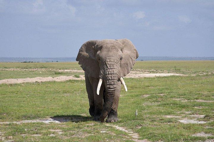 クレセント島、ヘルズ ゲート、ナイバシャ、アンボセリ国立公園の 5 日間