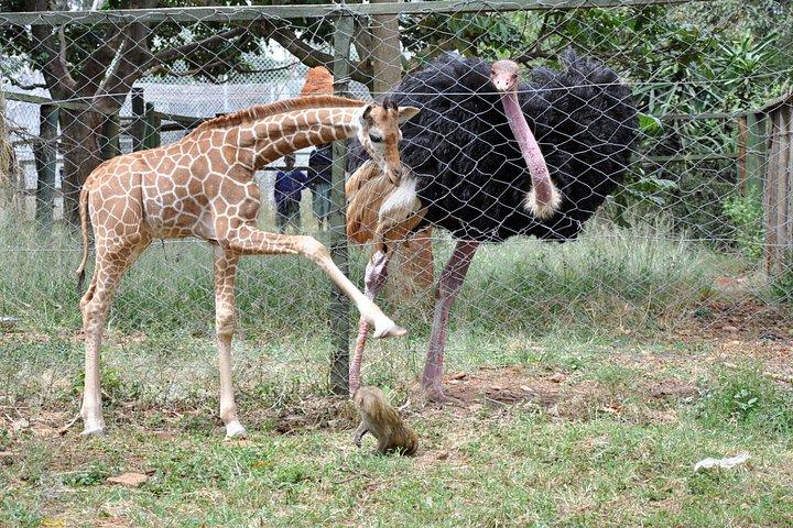 キリンセンター、神戸ビーズ、国立博物館、フォゴガウチョ