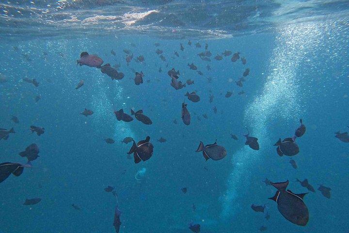 バリ島からレンボンガン島への終日アイランドクルーズ