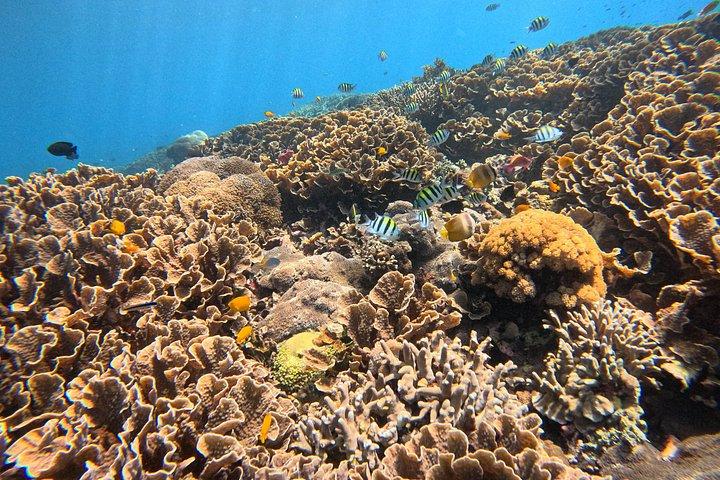 バリ島からレンボンガン島への終日アイランドクルーズ