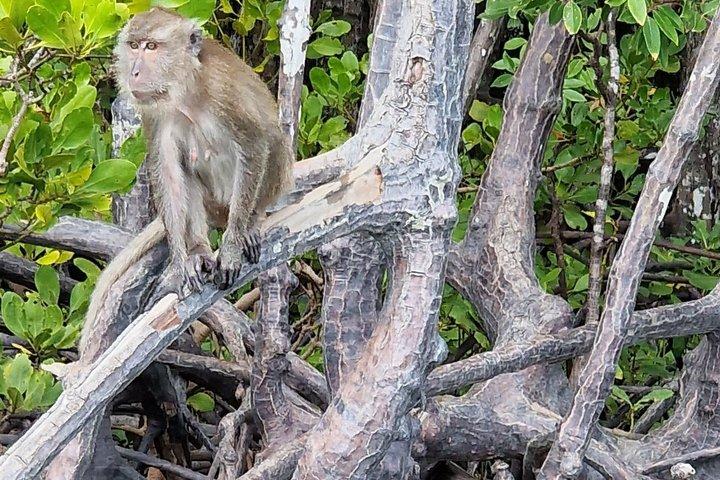 半日トゥンイーペンマングローブカヤックアドベンチャー