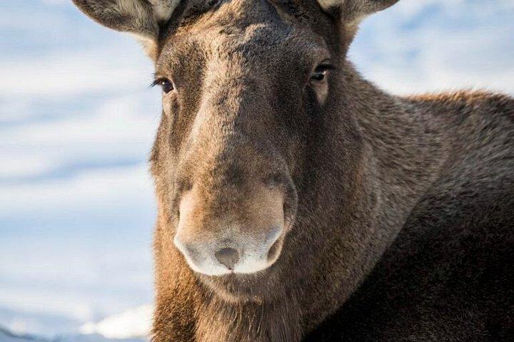 ロヴァニエミからラヌア動物園までの往復送迎