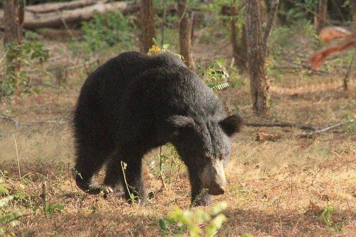 エラからヤラ探検隊リプトンの座席、お茶＆観光列車の旅