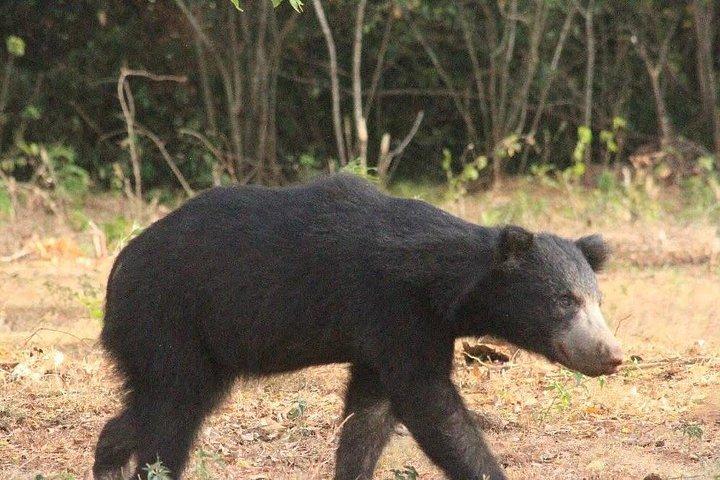 エラからヤラ探検隊リプトンの座席、お茶＆観光列車の旅