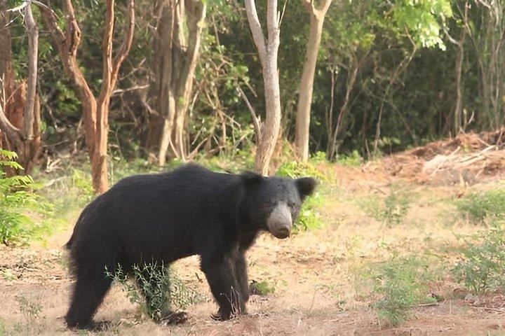 エラからヤラ探検隊リプトンの座席、お茶＆観光列車の旅