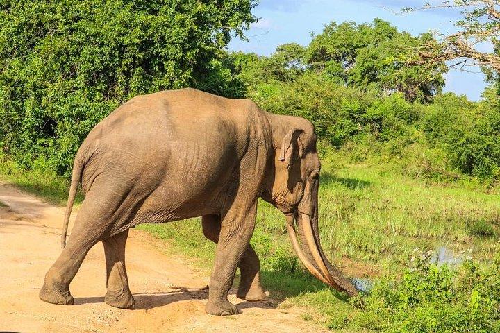 エラからヤラ探検隊リプトンの座席、お茶＆観光列車の旅