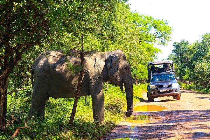 エラからヤラ探検隊リプトンの座席、お茶＆観光列車の旅