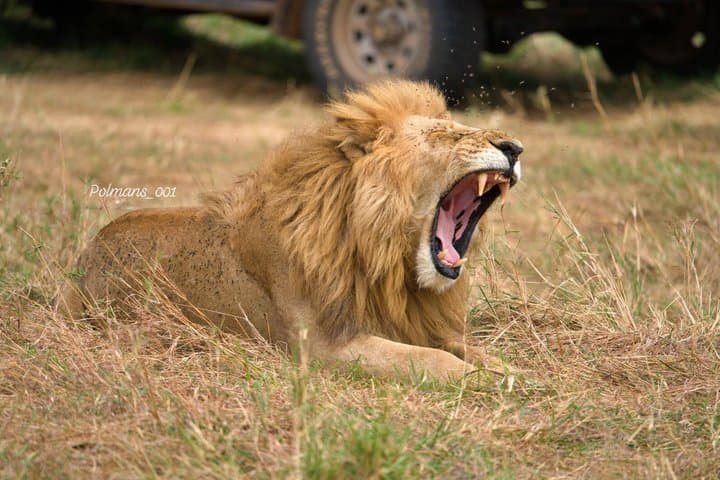 6 Days 5 Nights Kenya Safari Maasai Mara Nakuru and Naivasha Tour