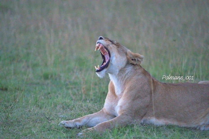 6 Days 5 Nights Kenya Safari Maasai Mara Nakuru and Naivasha Tour