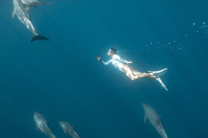Private Speedboat Tour: Svøm med delfiner, snorkling - Hurghada
