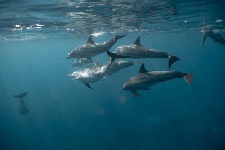 100% PRIVATE Speedboat Trip– Dolphin House, snorkling, hvid ø