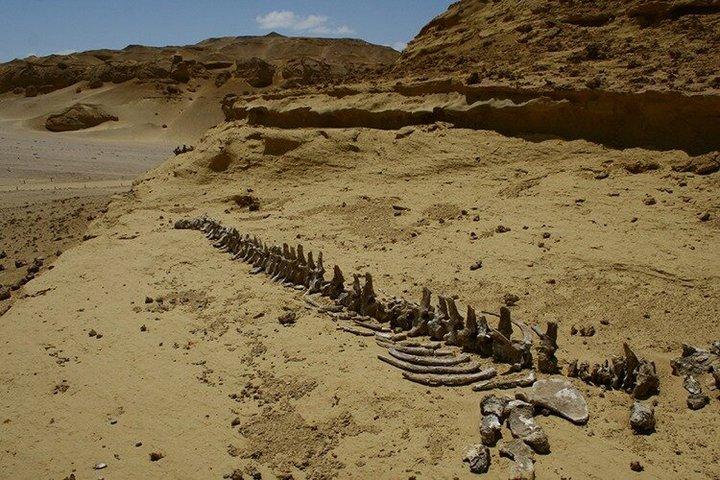 Dagtour naar Fayoum Oasis & Waterfalls en 4x4 Safari vanuit Caïro