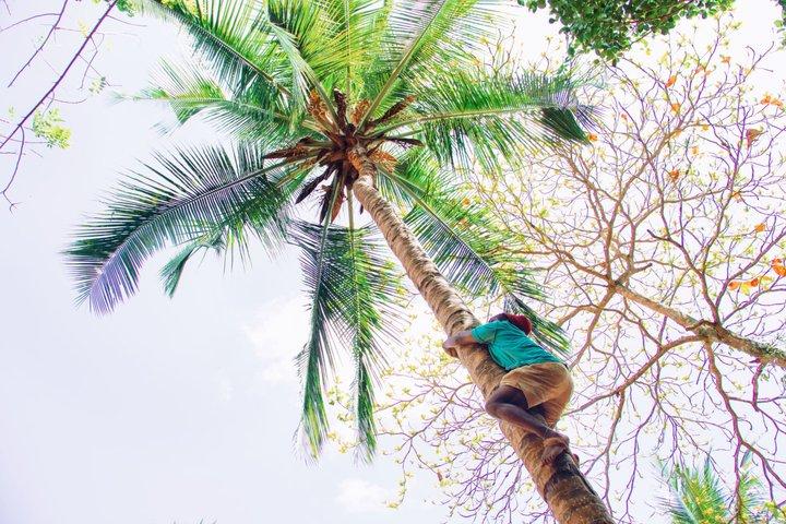 Zanzibar Spice Farm & Stone Town Walking Tour (com almoço local)