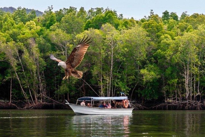 Langkawi: Kilim Mangrove Boat Tour 3H Shared