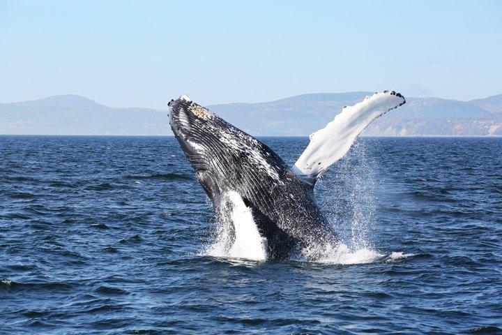 Ville de Québec: Excursion d'observation des baleines avec transport en bus