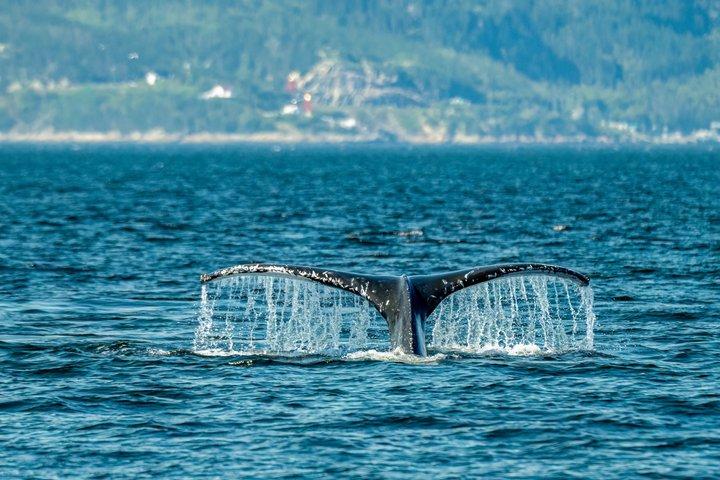 ケベック州: バス送迎付きホエールウォッチングツアー
