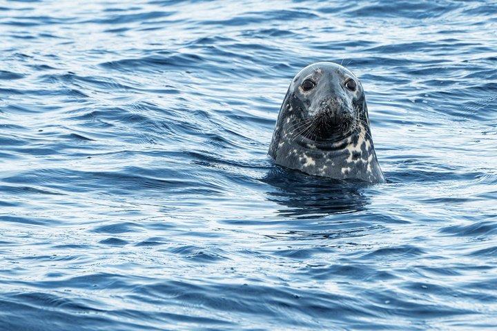 ケベック州: バス送迎付きホエールウォッチングツアー
