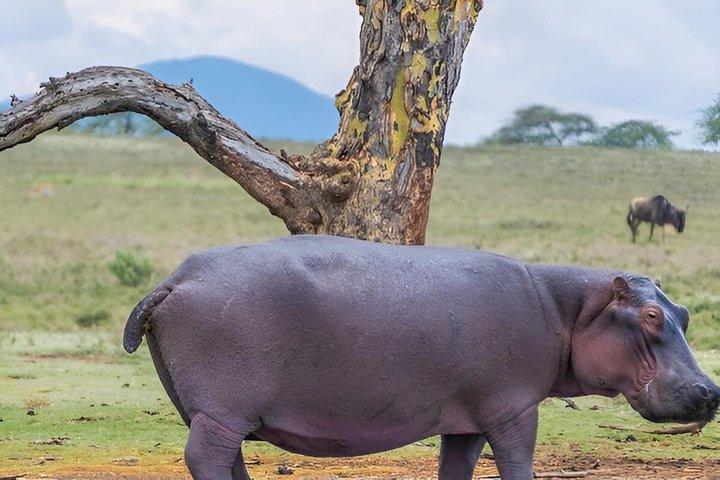 Tour di un giorno del lago Naivasha e Hellsgate da Nairobi