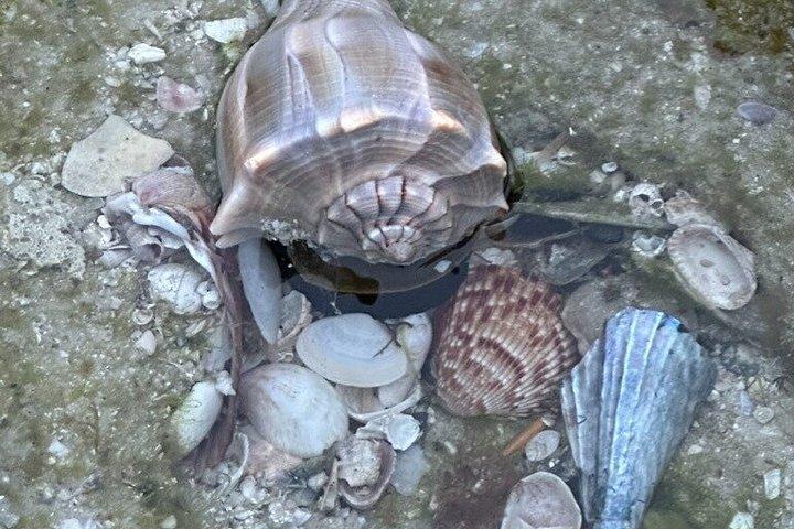 イルカとシュノーケリング付きエグモントキー島4時間ツアー