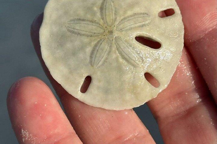 イルカとシュノーケリング付きエグモントキー島4時間ツアー