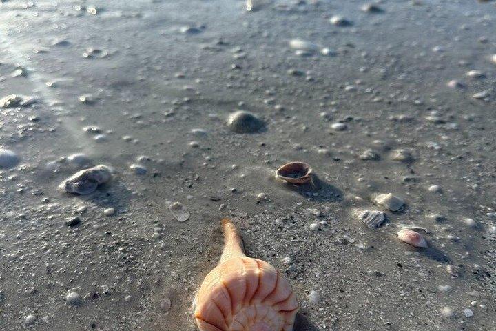 イルカとシュノーケリング付きエグモントキー島4時間ツアー
