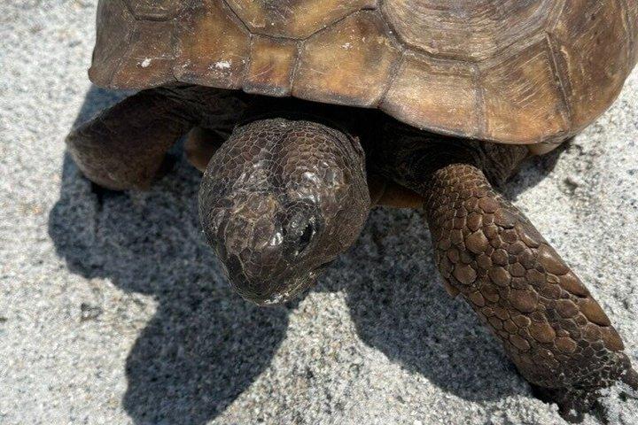 イルカとシュノーケリング付きエグモントキー島4時間ツアー