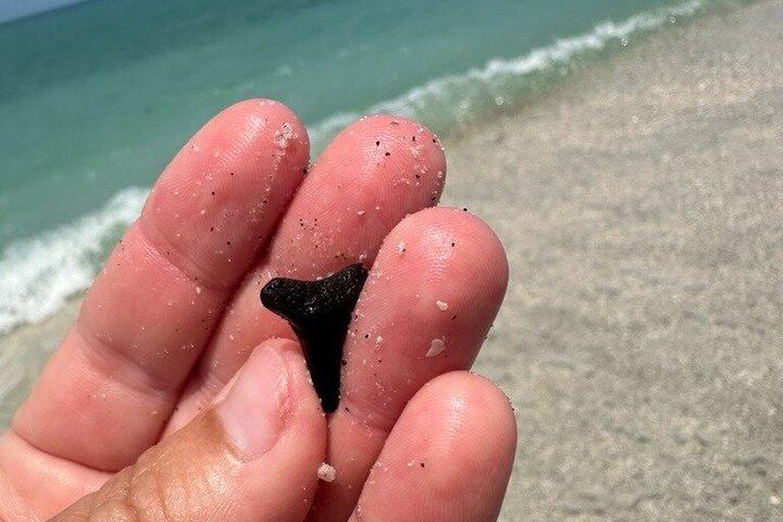 イルカとシュノーケリング付きエグモントキー島4時間ツアー
