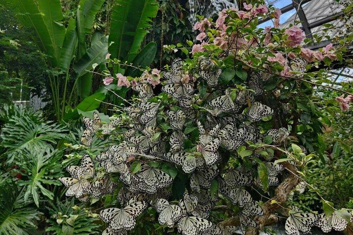 Entradas para Entopia Penang
